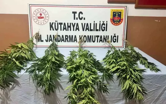 Kütahya'da Kenevir Operasyonu