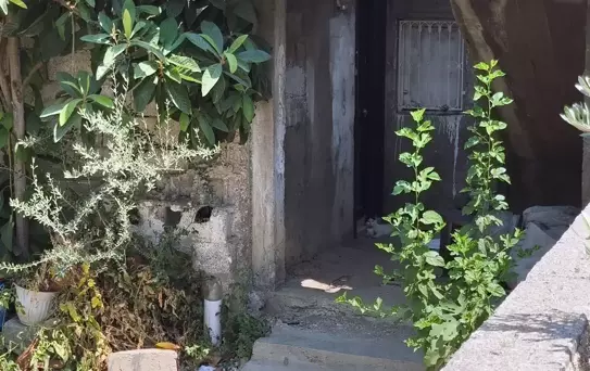 Adana'da Anne Cinayeti: Oğul Tutuklandı
