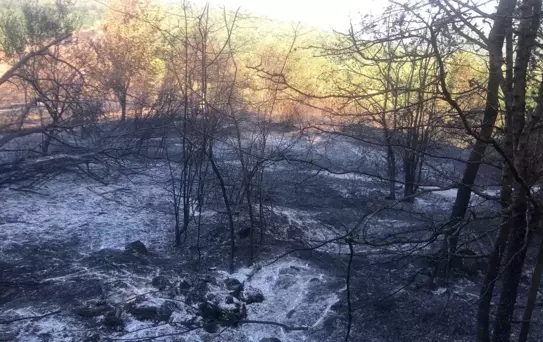 Hendek'teki Orman Yangını Kontrol Altına Alındı