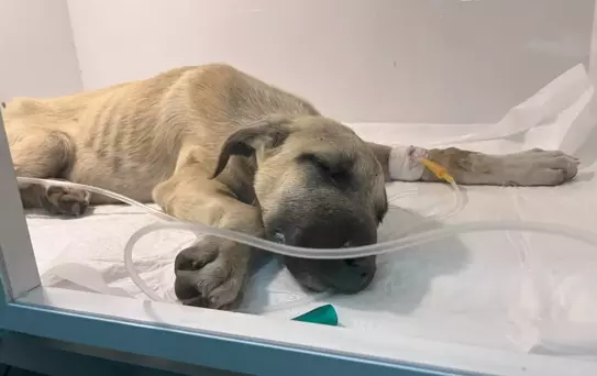 Sopayla Şiddete Uğrayan Yavru Köpek Tedavi Ediliyor