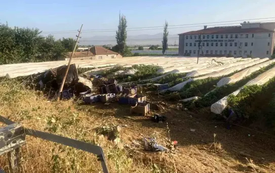 Tır Yol Kenarındaki Üzüm Bağına Devrildi