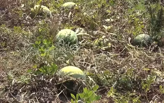Antalya'da Karpuz Üreticisi Zor Durumda
