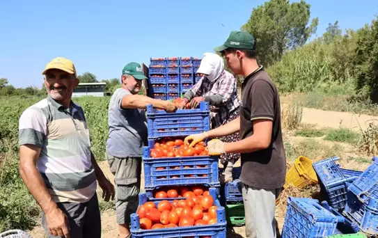 Aydın'da Domates Hasadı Sıcaklarla Zorlaşıyor