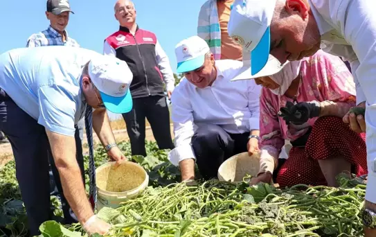 Sındırgı'da Kornisyon Hasadı Devam Ediyor