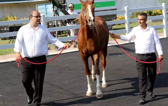 Milyonluk taylar, peynir ekmek gibi satıldı
