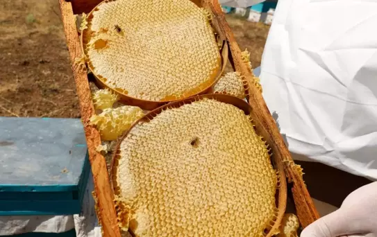 NÖHÜ'den 2 Ton Bal Hasadı
