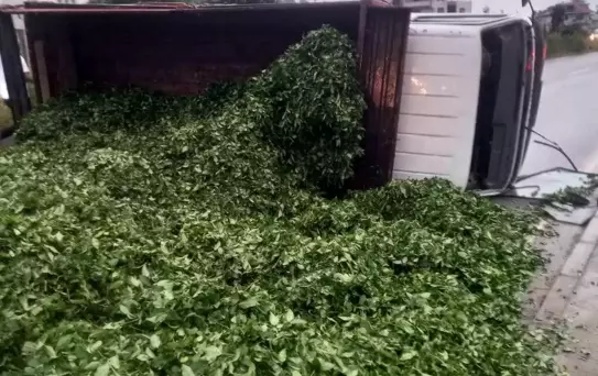 Trabzon'da Çay Yüklü Kamyon Devrildi