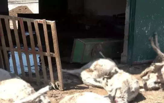 Ankara'da Sağanak Yağış Besi Çiftliğinde Sele Neden Oldu