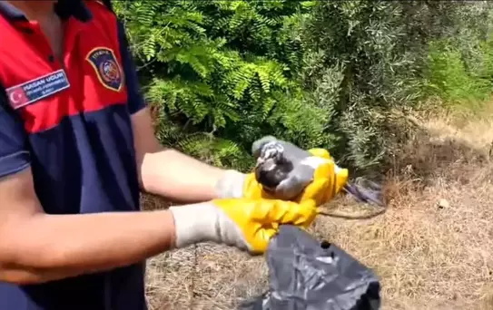 İskenderun'da Kuş, Poşetle Ağaca Takıldı; İtfaiye Ekipleri Kurtardı