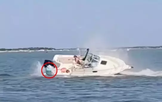 Şiddetli bir şekilde tekneye çarpan balina feci şekilde can verdi