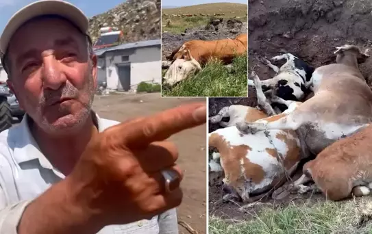 Yetkililer buna ne diyecek? Şap hastalığının vurduğu ilimizde vatandaştan olay sözler