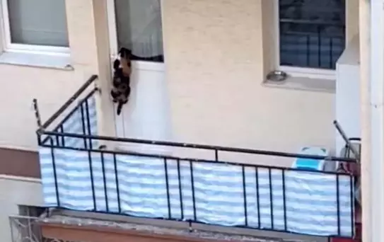 Eskişehir'de Kedi Krizi: Sosyal Medya ve Polis Harekete Geçti