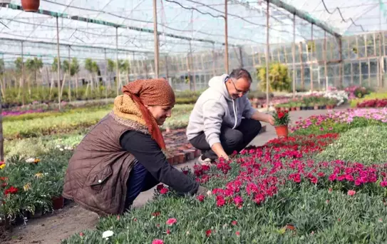 Muğla'da Alım Garantili Çiçek Üretimi İle Ekonomi Destekleniyor