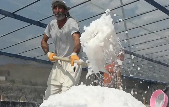 450 yıllık mucize! Dünyada sadece Kemah'ta var, 2 bin ton üretilecek