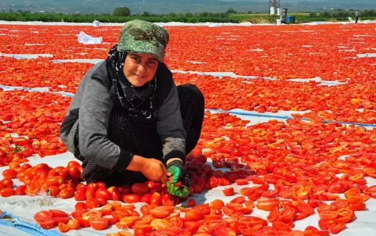 Manisa'da Domates Hasadı Kırmızıya Büründü