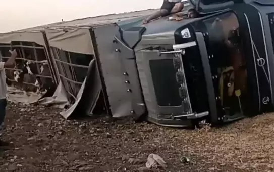 Siverek'te Tır Kazası: Sürücü Yaralı, Hayvanlar Zarar Gördü