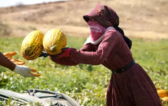 Kırıkkale'de Kavun Hasadı Sıcak Havada Devam Ediyor