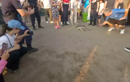 Yaralı Kaplumbağalar Denize Bırakıldı