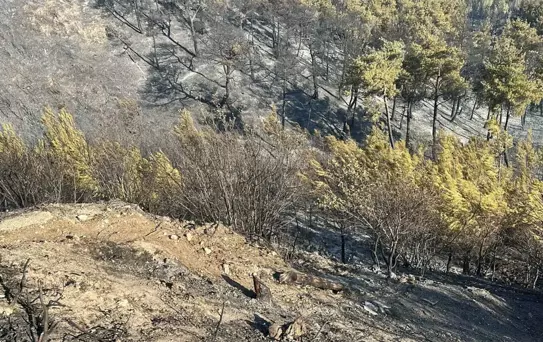 Çanakkale'de Yangın: Turgut Reis Tabyası ve Mezarlık Zarar Gördü