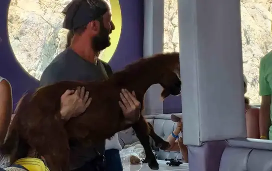 Alanya'da Dağ Keçisi Kurtarıldı