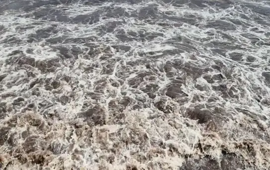 Marmara'da Kıyıya Kızıl Yosunlar Sürüklendi