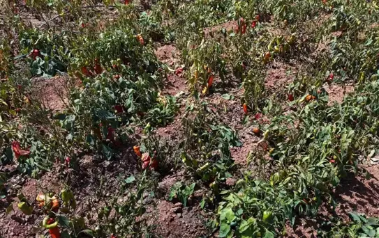 Adana'da Biber Verim Kaybı %30'a Ulaştı