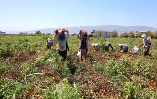 Çöl sıcağında ekmek mücadelesi: Öğlen 12'ye kadar çalışıp 1500 TL alıyorlar
