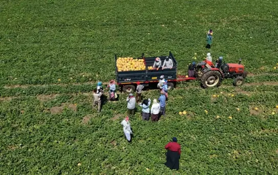 Bafra Ovası'nda Kadın Tarım İşçilerinin Mücadelesi