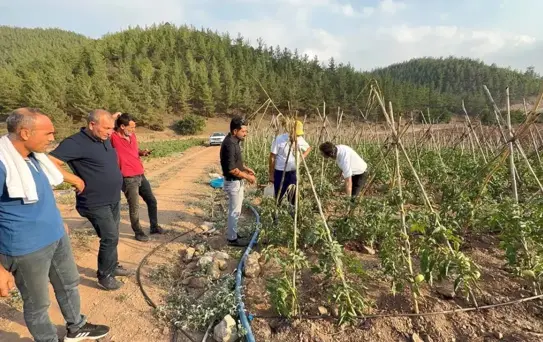 Kozan'da Kooperatifle Domates İhtiyaçları Karşılanıyor