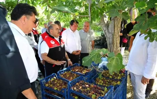 Havran Siyah İnciri Hasadı Başladı