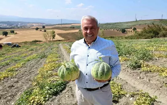 Bursa'nın Konaklı Kavununda Üretim İki Kat Arttı