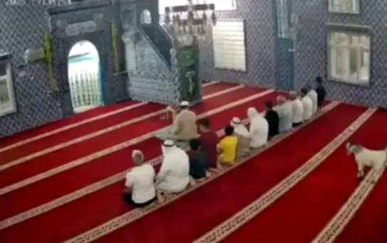 Mardin'de cemaat namaz kılarken camiye oğlak girdi