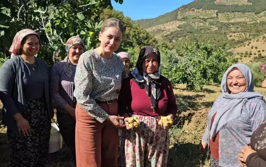 Aydın'da Sarı Lop İncir Hasadı Başladı