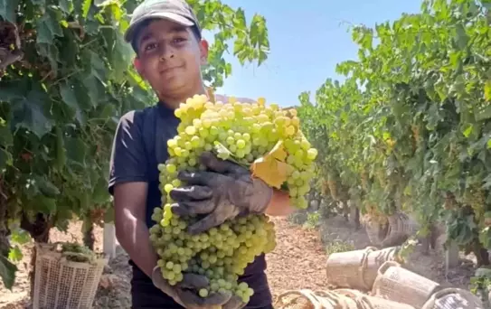 Manisa'da 7 Kilo Üzüm Salkımı Hasat Edildi