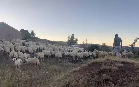 Erzincan'da Ayı ve Kurt Saldırısı: 25 Kuzu Telef, 35 Kayıp!