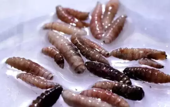 ABD'de Yeni Dünya Vida Kurdu Sineği Vakasına Rastlandı