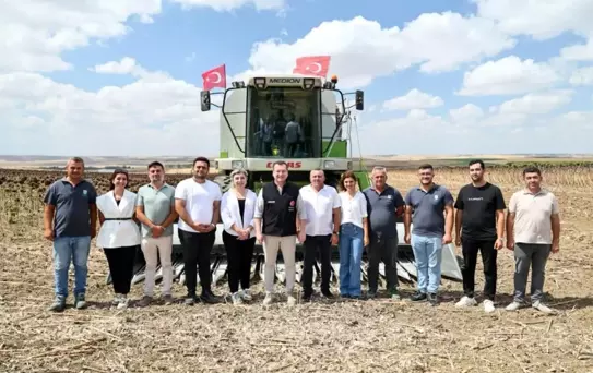 Silivri Belediyesi Ayçiçeği Hasadına Başladı