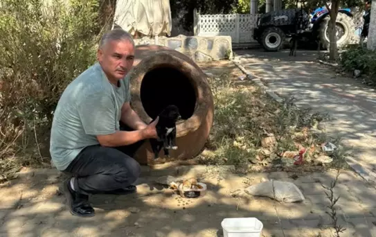 Hain planında çocukları kullanan vicdansız hayvanları zehirleyerek öldürdü