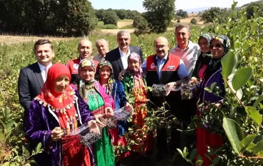 Balıkesir'de İlk Aronya Hasadı Gerçekleştirildi