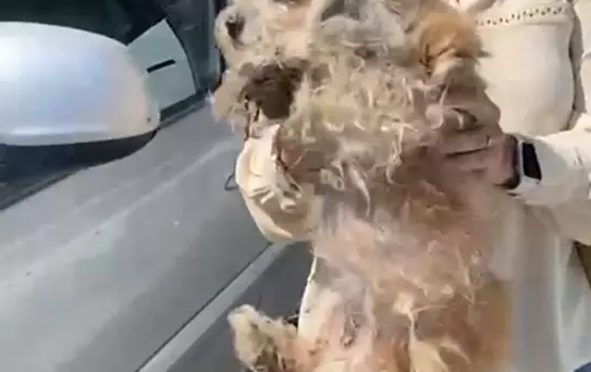 Bayraklı'da Köpek Bakımına Para Cezası