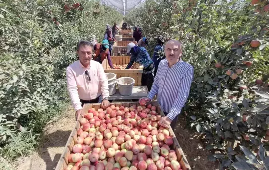 Karaman'da Elma Hasadı Zirai Donla Etkilendi