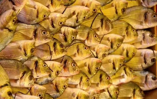 Türkiye'nin Güvenilir Protein Kaynağı: Su Ürünleri