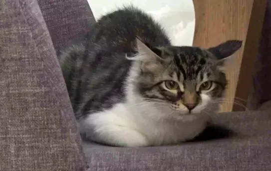Kayıp Kedi Lili, Hollanda'da Yeni Bir Aileye Kavuştu