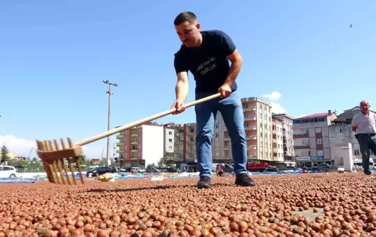 Fındıkla Araç Takası İnternetin Başarısı