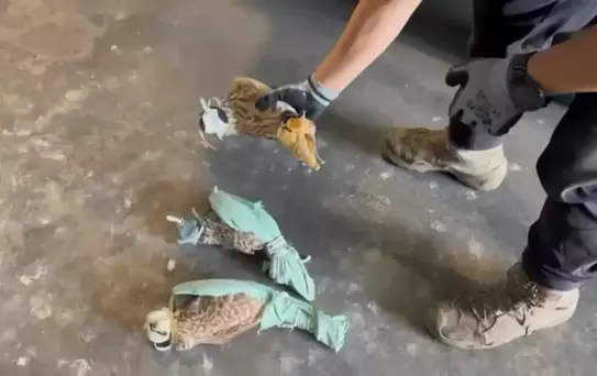 Habur'da Şahin ve Makak Maymunu Ele Geçirildi