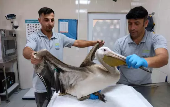 Yaralı Ak Pelikan Büyükçekmece'de Tedavi Edildi