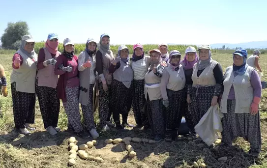 Şuhut'ta Kışlık Patates Hasadı Başladı