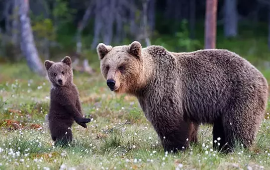 Üniversite yurdunun mutfağında vahşet: Ayıyı parçalarına ayırdılar