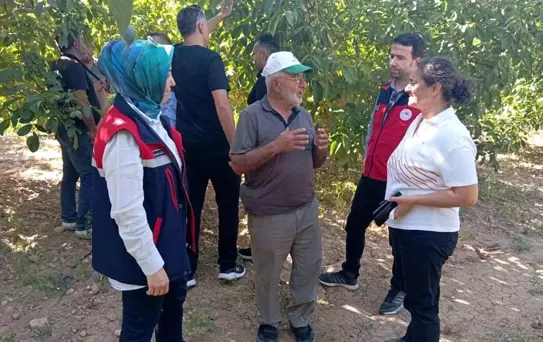 Yapağlı Köyü'nde Ceviz Hasadı Öncesi İnceleme