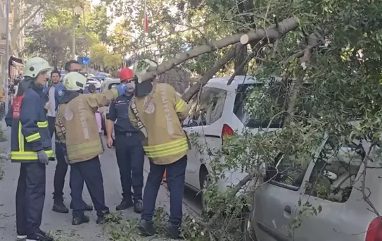 Kadıköy'de Ağaç Devrildi, İki Araç Hasar Gördü